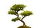 Bonsai plant