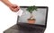 Bonsai plant Come out of laptop