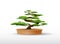bonsai plant in pot vector illustration