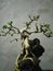 bonsai plants, dwarf plants, resembling a sitting human position,uniqe
