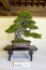 Bonsai plants exhibition at Meiji Shrine