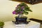 Bonsai plants exhibition at Meiji Shrine