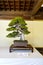 Bonsai plants exhibition at Meiji Shrine.