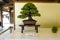 Bonsai plants exhibition at Meiji Shrine. A bon is a tray shaped pot and sai translates as plantingã€‚