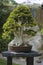 Bonsai from Platycladus orientalis tree
