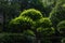 Bonsai-Podocarpus macrophyllus