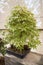 Bonsai in pots inside a plant nursery. Japanese plants. The concept for the catalog of ornamental plants