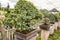 Bonsai in pots inside a plant nursery. Japanese plants. The concept for the catalog of ornamental plants