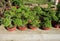 Bonsai pots selling in market