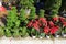 Bonsai pots selling in market