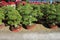 Bonsai pots selling in market