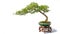 Bonsai potted landscape miniascape  dishgarden