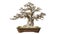 Bonsai potted landscape miniascape  dishgarden