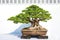 Bonsai potted landscape miniascape  dishgarden Ficus microcarpa