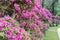Bonsai of purple bougainvillea flower