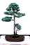 Bonsai - sawara false cypress