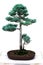 Bonsai - sawara false cypress