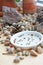 Bonsai seeds. Still life with stones and cones. Soaked Thunbergii seeds on a window sill.