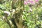 bonsai of shaved flowers or asper streblus with blurred background