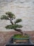 Bonsai in the Shawan Ancient Town, China