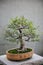 Bonsai Small Tree