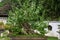 bonsai, a special ginkgo tree