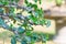 Bonsai style of Adenium tree or desert rose in flower pot