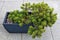 Bonsai style pine tree in a ceramic box on a light granite city