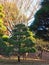 Bonsai style tree in Tokyo park