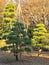Bonsai style trees in Tokyo park