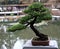 Bonsai (traditional art form)