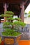 Bonsai traditional japanese art. Pine tree in pot