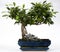 Bonsai Tree