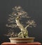 Bonsai Tree 4