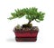 Bonsai tree