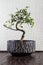 Bonsai tree