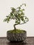 bonsai tree