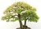 Bonsai Tree against white background, for home and office decoration