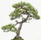 Bonsai Tree against white background, for home and office decoration