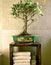 Bonsai tree in bathroom