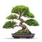 Bonsai tree, beautiful winding trunk, ornamental tree, isolated white background