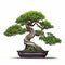 Bonsai tree, beautiful winding trunk, ornamental tree, isolated white background