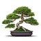 Bonsai tree, beautiful winding trunk, ornamental tree, isolated white background