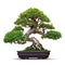 Bonsai tree, beautiful winding trunk, ornamental tree, isolated white background