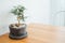 Bonsai tree on black pot on wooden table with a chair in coffee shop natural house plant decoration indoor interior and living