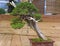 Bonsai tree - Chinese juniper.