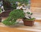 Bonsai tree - Chinese juniper.