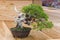 Bonsai tree - Chinese juniper.