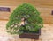 Bonsai tree - Chinese juniper.