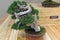 Bonsai tree - Chinese juniper.